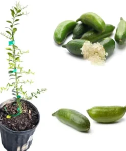 Grafted Finger Lime Tree - Live Citrus Plant, 3 Gallon Pot, 1-2 Ft Tall - Image 4