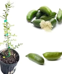 Grafted Finger Lime Tree Live Plant, 3 Gallon Pot, 1-2 Feet Tall - Image 2