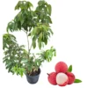 Grafted Red Lychee Tree Live Plant 4 Ft Tall, Sweet Fruits, 3 Gal Pot - Image 1