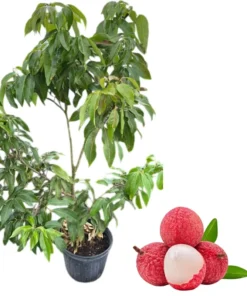 Grafted Red Lychee Tree Live Plant 4 Ft Tall, Sweet Fruits, 3 Gal Pot - Image 1