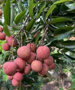 Grafted Red Lychee Tree Live Plant 4 Ft Tall, Sweet Fruits, 3 Gal Pot - Image 2