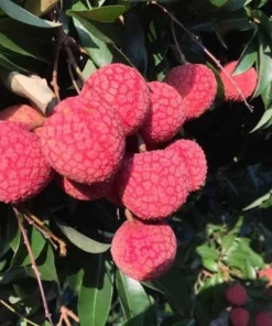 Grafted Red Lychee Tree Live Plant 4 Ft Tall, Sweet Fruits, 3 Gal Pot - Image 3