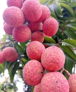 Grafted Red Lychee Tree Live Plant 4 Ft Tall, Sweet Fruits, 3 Gal Pot - Image 6