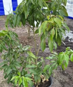 Grafted Red Lychee Tree Live Plant 4 Ft Tall, Sweet Fruits, 3 Gal Pot - Image 7