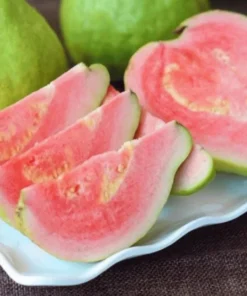 Grafted Ruby Guava Tree Live Plant – Sweet Red Guavas Fruit – 3-4 Ft Tall – 3 Gallon Pot - Image 3