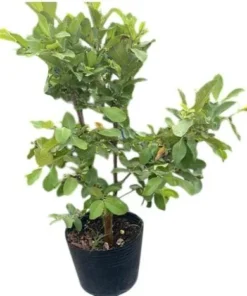 Grafted Ruby Guava Tree Live Plant – Sweet Red Guavas Fruit – 3-4 Ft Tall – 3 Gallon Pot - Image 4