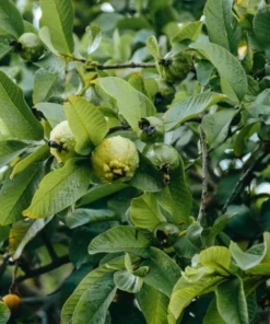 Grafted Ruby Guava Tree Live Plant – Sweet Red Guavas Fruit – 3-4 Ft Tall – 3 Gallon Pot - Image 6