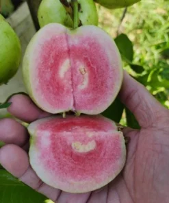 Grafted Ruby Guava Tree Live Plant – Sweet Red Guavas Fruit – 3-4 Ft Tall – 3 Gallon Pot - Image 7