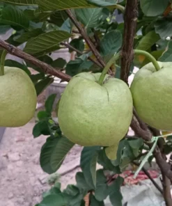 Grafted Ruby Guava Tree Live Plant – Sweet Red Guavas Fruit – 3-4 Ft Tall – 3 Gallon Pot - Image 8