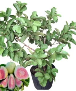 Grafted Ruby Guava Tree Live Plant – Sweet Red Guavas Fruit – 3-4 Ft Tall – 3 Gallon Pot - Image 1