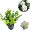 Grand Duke Jasmine Live Plant - 2-3 Ft Tall, Fragrant White Flowers, 3 Gallon Pot - Image 1