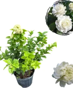 Grand Duke Jasmine Live Plant - 2-3 Ft Tall, Fragrant White Flowers, 3 Gallon Pot - Image 5