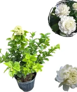 Grand Duke Jasmine Live Plant - 2-3 Ft Tall, Fragrant White Flowers, 3 Gallon Pot - Image 7
