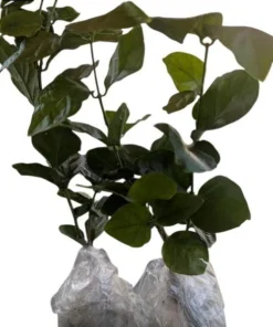 Grand Duke of Tuscany Jasmine Live Plant - 2 Pack, 5-8" Tall, Fragrant Double White Flowers - Image 2