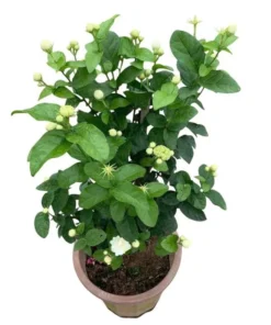 Grand Duke of Tuscany Jasmine Live Plant - 2 Pack, 5-8