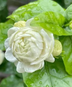 Grand Duke of Tuscany Jasmine Live Plant - 2 Pack, 5-8