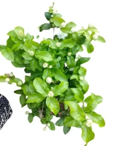 Grand Duke of Tuscany Jasmine Live Plant - 2 Pack, 5-8