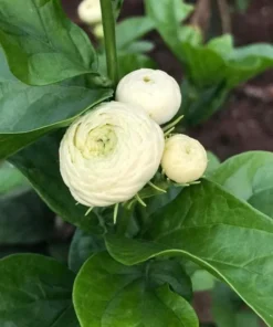 Grand Duke of Tuscany Jasmine Live Plant - 2 Pack, 5-8