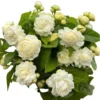 Grand Duke of Tuscany Jasmine Live Plant - 2 Pack, 5-8" Tall, Fragrant Double White Flowers - Image 1