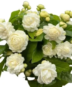 Grand Duke of Tuscany Jasmine Live Plant - 2 Pack, 5-8" Tall, Fragrant Double White Flowers - Image 1