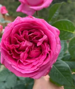 Grande Dame Hybrid Tea Rose Plant - Deep Pink, Fragrant, 5-7 Inch Tall Starter - Image 3