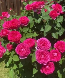 Grande Dame Hybrid Tea Rose Plant - Deep Pink, Fragrant, 5-7 Inch Tall Starter - Image 4