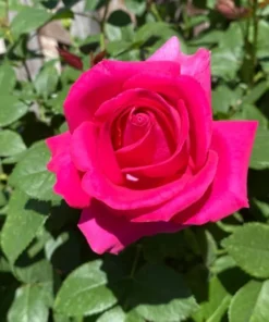 Grande Dame Hybrid Tea Rose Plant - Deep Pink, Fragrant, 5-7 Inch Tall Starter - Image 5