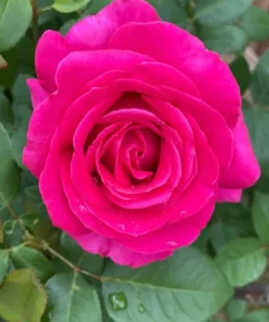 Grande Dame Hybrid Tea Rose Plant - Deep Pink, Fragrant, 5-7 Inch Tall Starter - Image 6