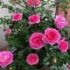 Grande Dame Hybrid Tea Rose Plant - Deep Pink, Fragrant, 5-7 Inch Tall Starter - Image 1