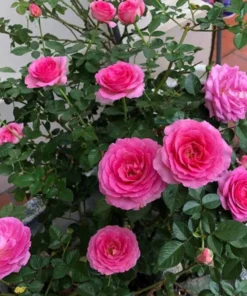 Grande Dame Hybrid Tea Rose Plant - Deep Pink, Fragrant, 5-7 Inch Tall Starter - Image 1