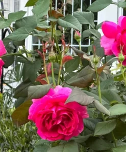 Grande Dame Hybrid Tea Rose Plant - Deep Pink, Fragrant, 5-7 Inch Tall Starter - Image 7