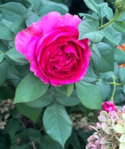 Grande Dame Hybrid Tea Rose Plant - Deep Pink, Fragrant, 5-7 Inch Tall Starter - Image 8