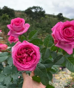 Grande Dame Hybrid Tea Rose Plant - Deep Pink, Fragrant, 5-7 Inch Tall Starter - Image 9