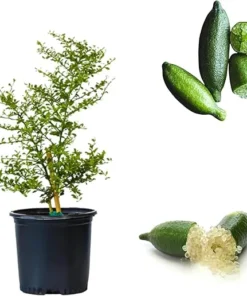 Green Finger Lime Tree Live Plant - 2-3 Feet Tall, 3 Gallon Pot, Citrus - Image 4