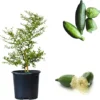 Green Finger Lime Tree Live Plant - 2-3 Feet Tall, 3 Gallon Pot, Citrus - Image 1