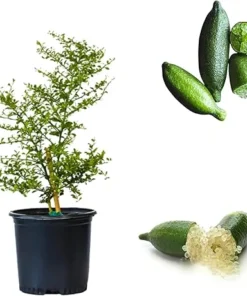 Green Finger Lime Tree Live Plant - 2-3 Feet Tall, 3 Gallon Pot, Citrus - Image 1