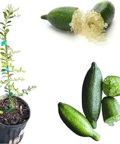 Green Finger Lime Tree Live Plant, 2 Feet Tall, 3 Gallon Pot, Citrus - Image 2