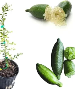 Green Finger Lime Tree Live Plant, 2 Feet Tall, 3 Gallon Pot, Citrus - Image 4