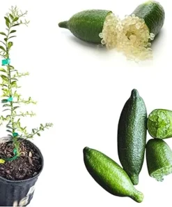 Green Finger Lime Tree Live Plant, 2 Feet Tall, 3 Gallon Pot, Citrus - Image 5