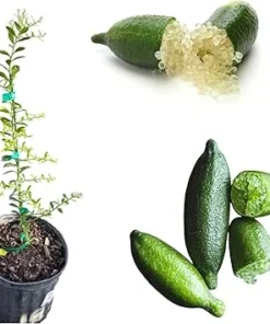 Green Finger Lime Tree Live Plant, 2 Feet Tall, 3 Gallon Pot, Citrus - Image 6