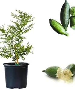 Green Finger Lime Tree Live Plant – Grafted Citrus Plant, 2-3 Ft Tall in 3 Gallon Pot - Image 2
