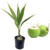Green Malayan Coconut Live Plant, Tropical Fruit Tree, 3 Gallon Pot, 3 Feet Tall - Image 1