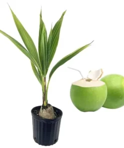 Green Malayan Coconut Live Plant, Tropical Fruit Tree, 3 Gallon Pot, 3 Feet Tall - Image 4