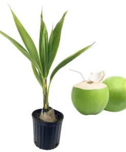 Green Malayan Coconut Live Plant - Tropical Fruit Tree, 3 Gallon Pot, 3 Feet Tall - Image 5