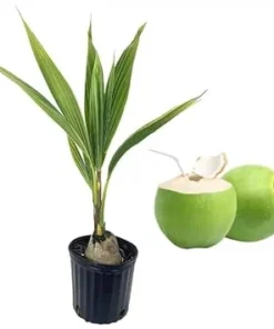 Green Malayan Coconut Live Plant, Tropical Fruit Tree, 3 Gallon Pot, 3 Feet Tall - Image 6