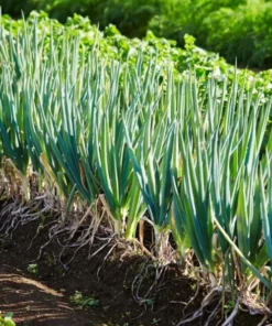 Green Onion Live Plant - 15 Bare Roots Chinese ShanDong, 4-8 Inch Tall - Image 3