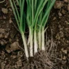 Green Onion Live Plant - 15 Bare Roots Chinese ShanDong, 4-8 Inch Tall - Image 1