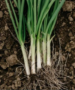 Green Onion Live Plant - 15 Bare Roots Chinese ShanDong, 4-8 Inch Tall - Image 1