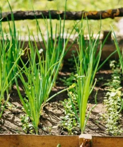 Green Onion Live Plant - 15 Bare Roots Chinese ShanDong, 4-8 Inch Tall - Image 6