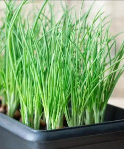 Green Onion Live Plant - 15 Bare Roots Chinese ShanDong, 4-8 Inch Tall - Image 7